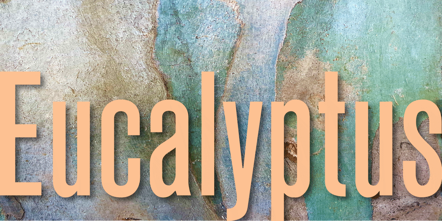 Eucalyptus bark