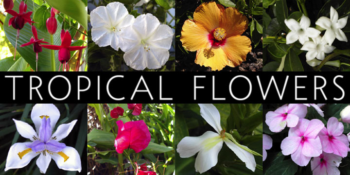 Tropical flowers