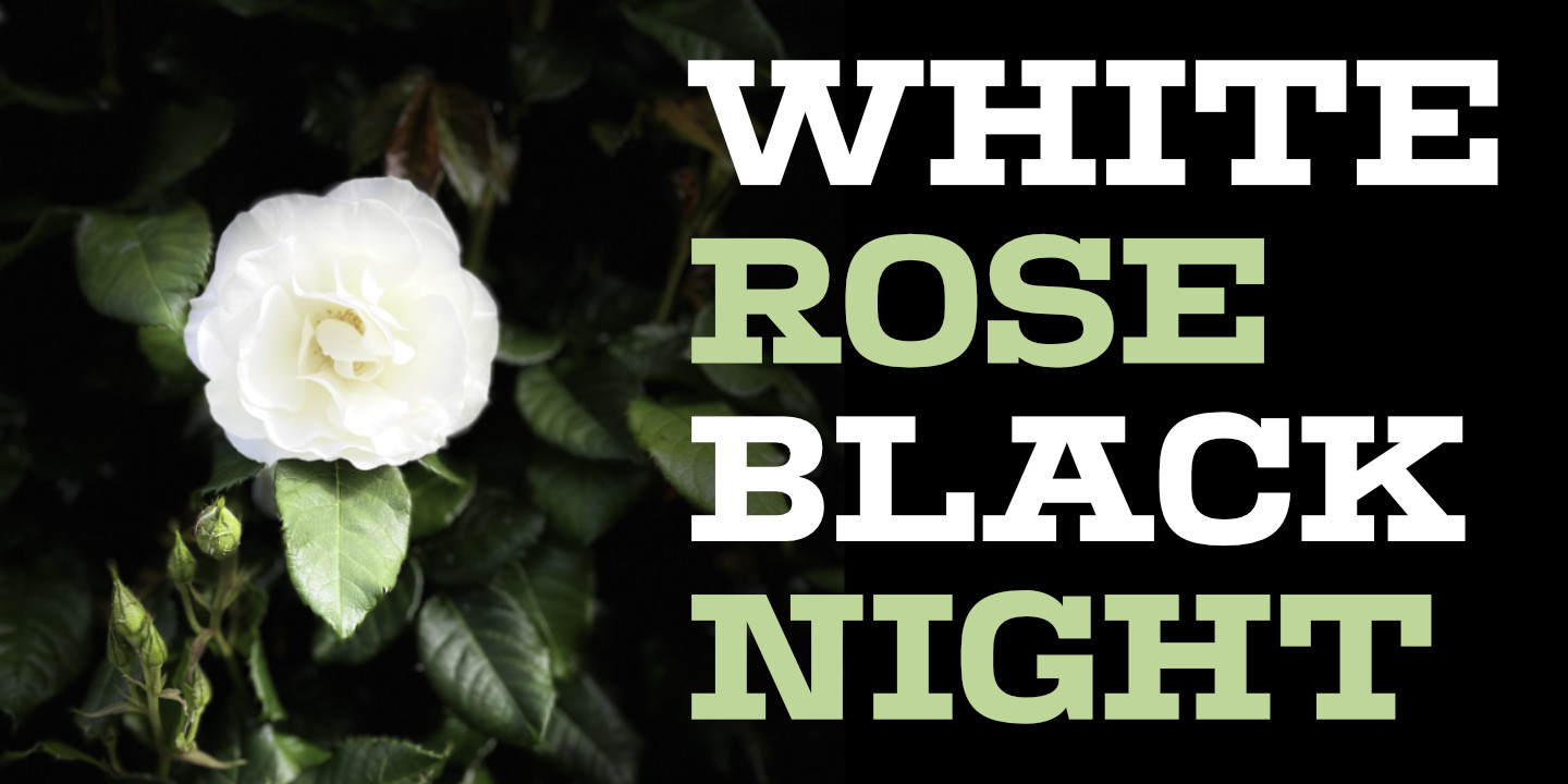 Click image to enlarge and for more information. White Rose