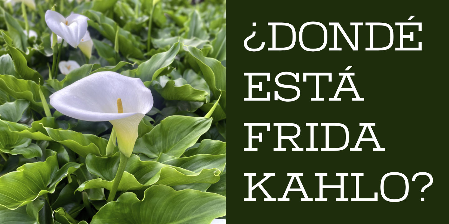 Click image to enlarge and for more information. Cala Lilies