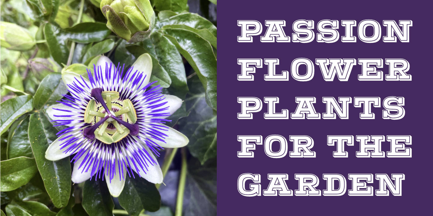 Click image to enlarge and for more information. Passion Flower