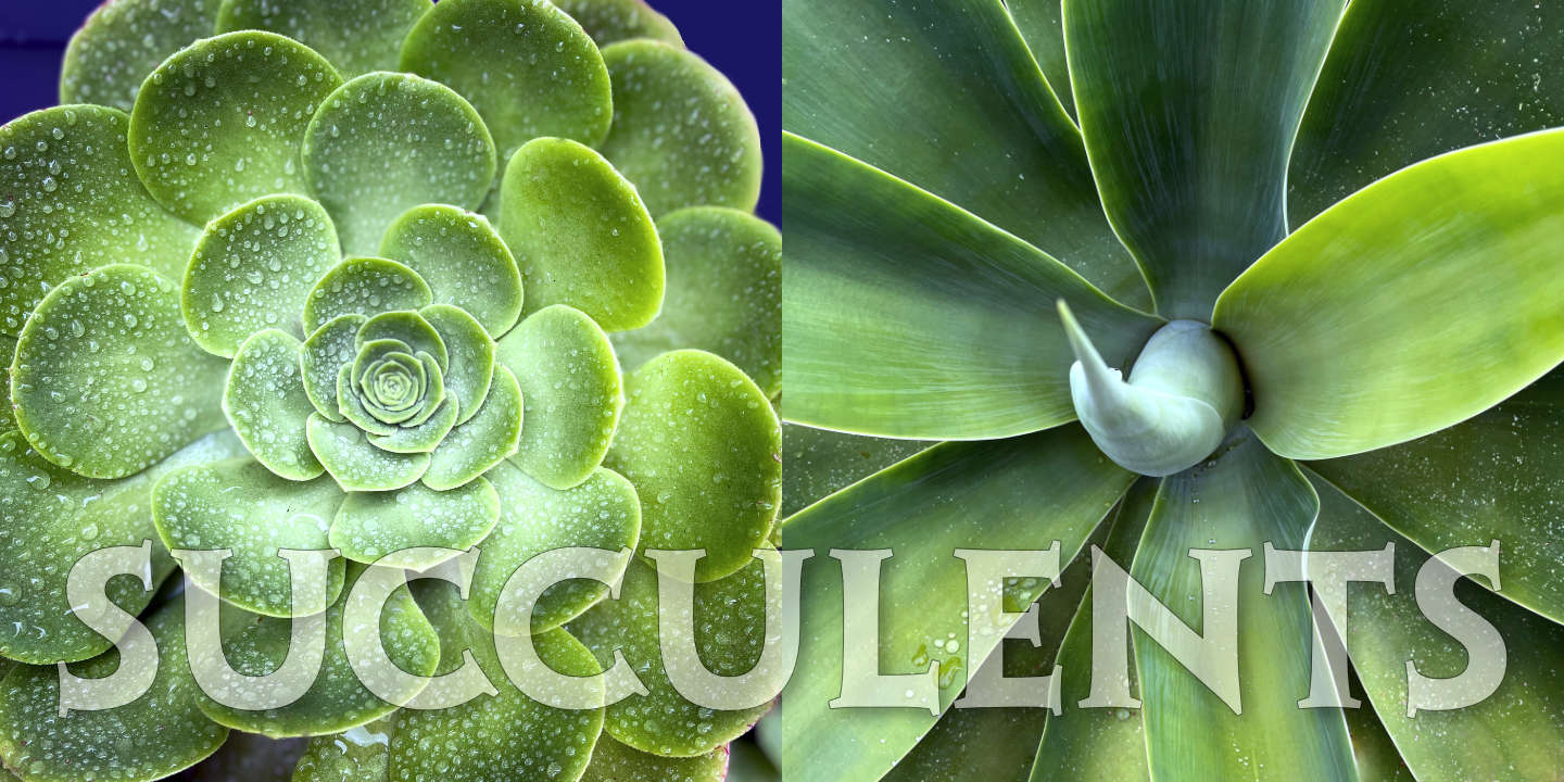 Click image to enlarge and for more information. Succulents