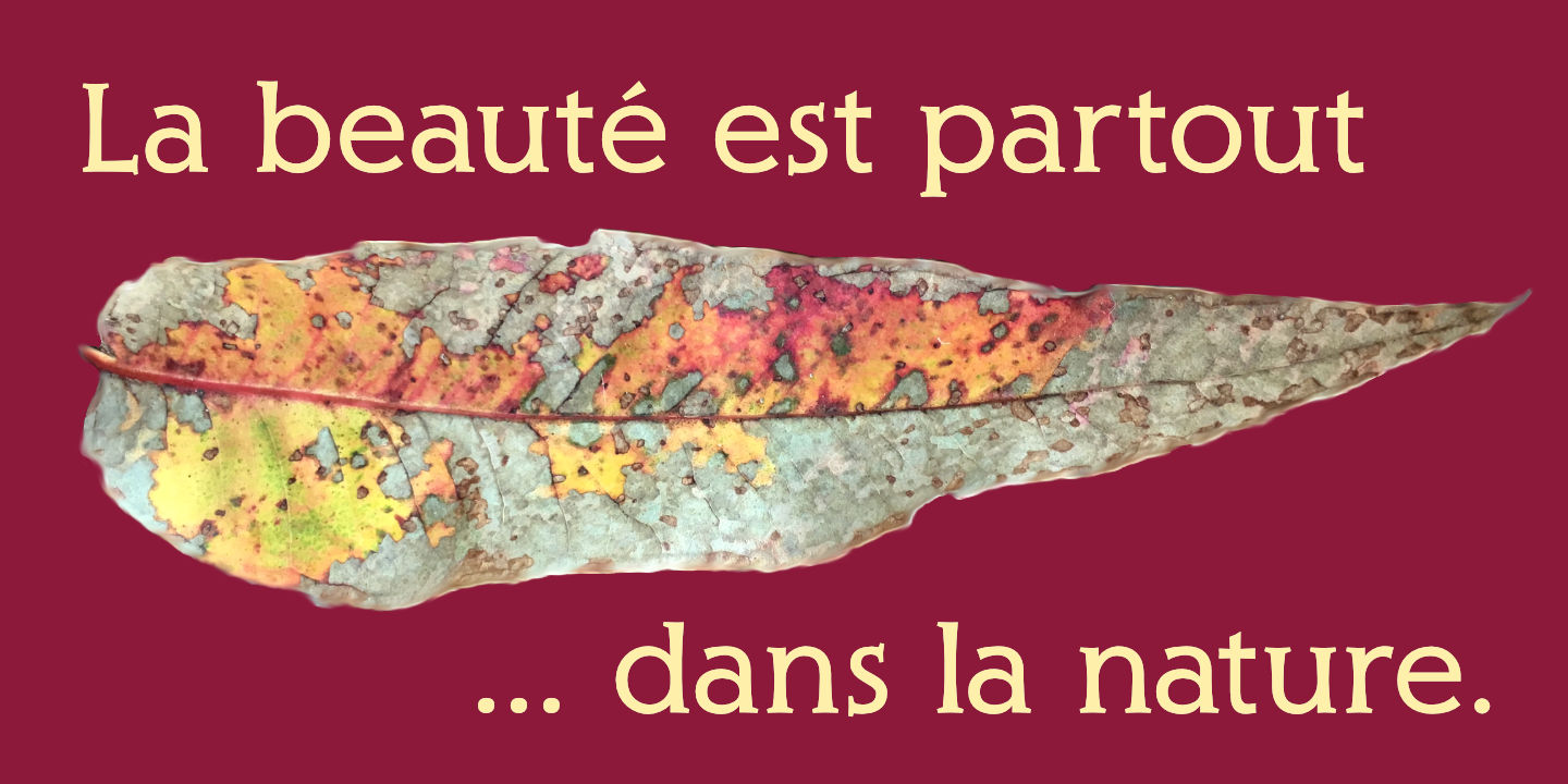 La Beauté partout