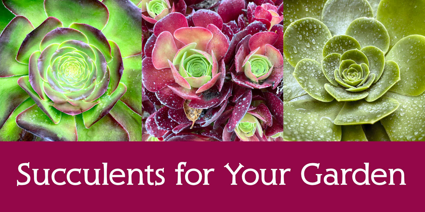 Click image to enlarge and for more information. Succulents