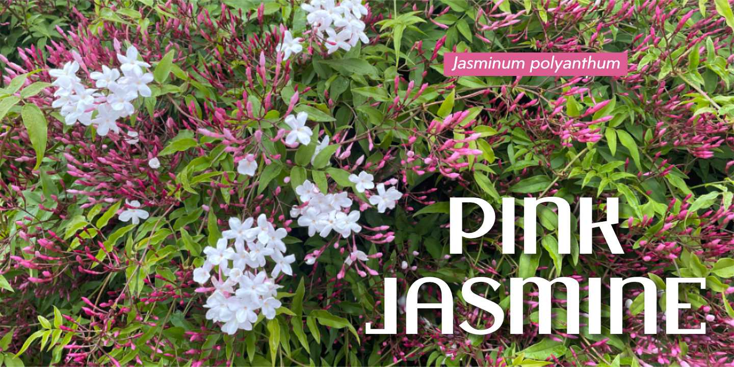 Click image to enlarge and for more information. Pink Jasmine