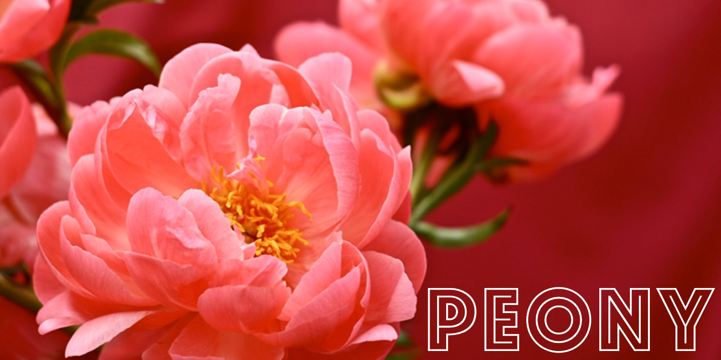 Peony