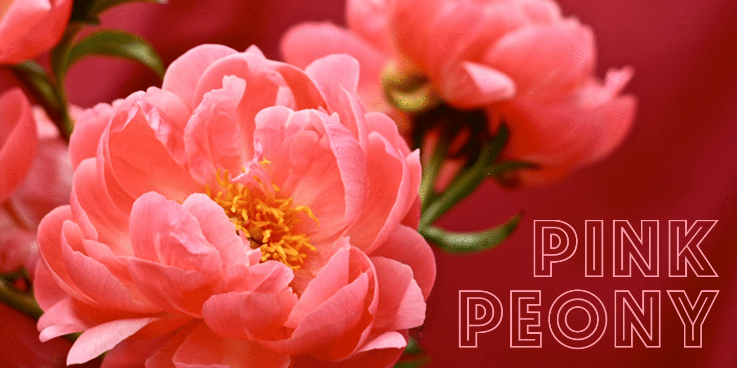 Pink Peony